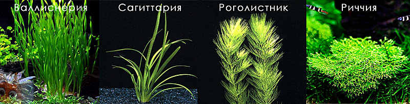 Акваріум без обладнання, які рослини можна посадити фото