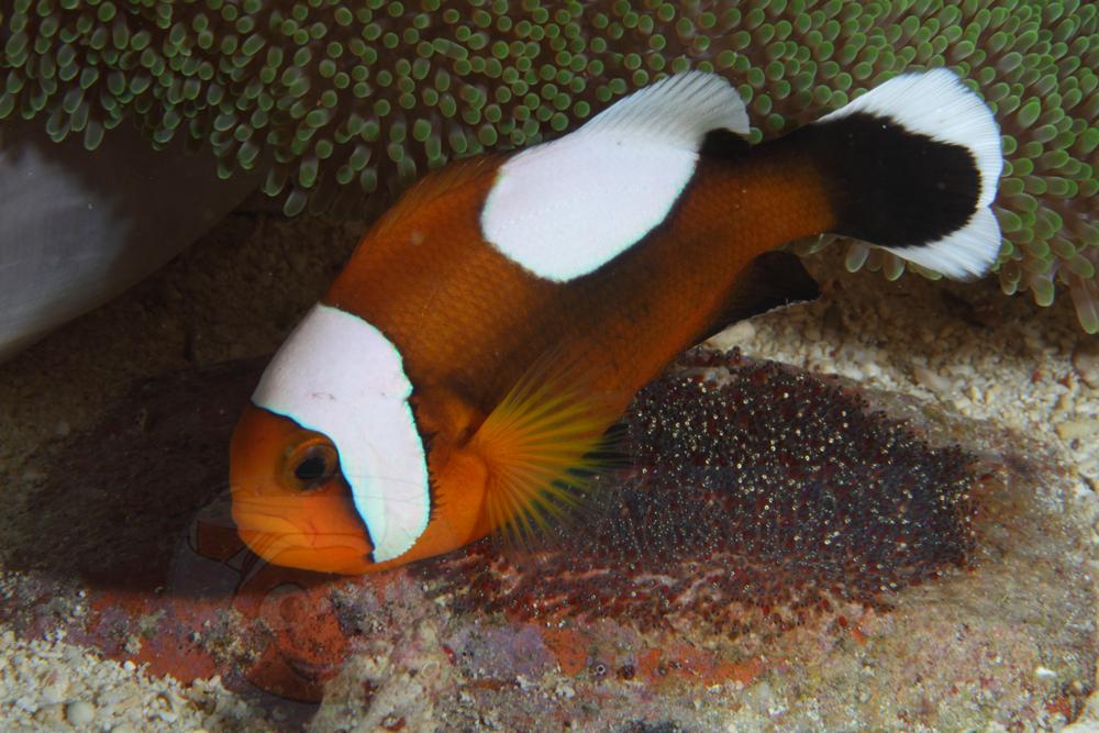 Риба клоун Amphiprion polymnus (Saddleback Clown)