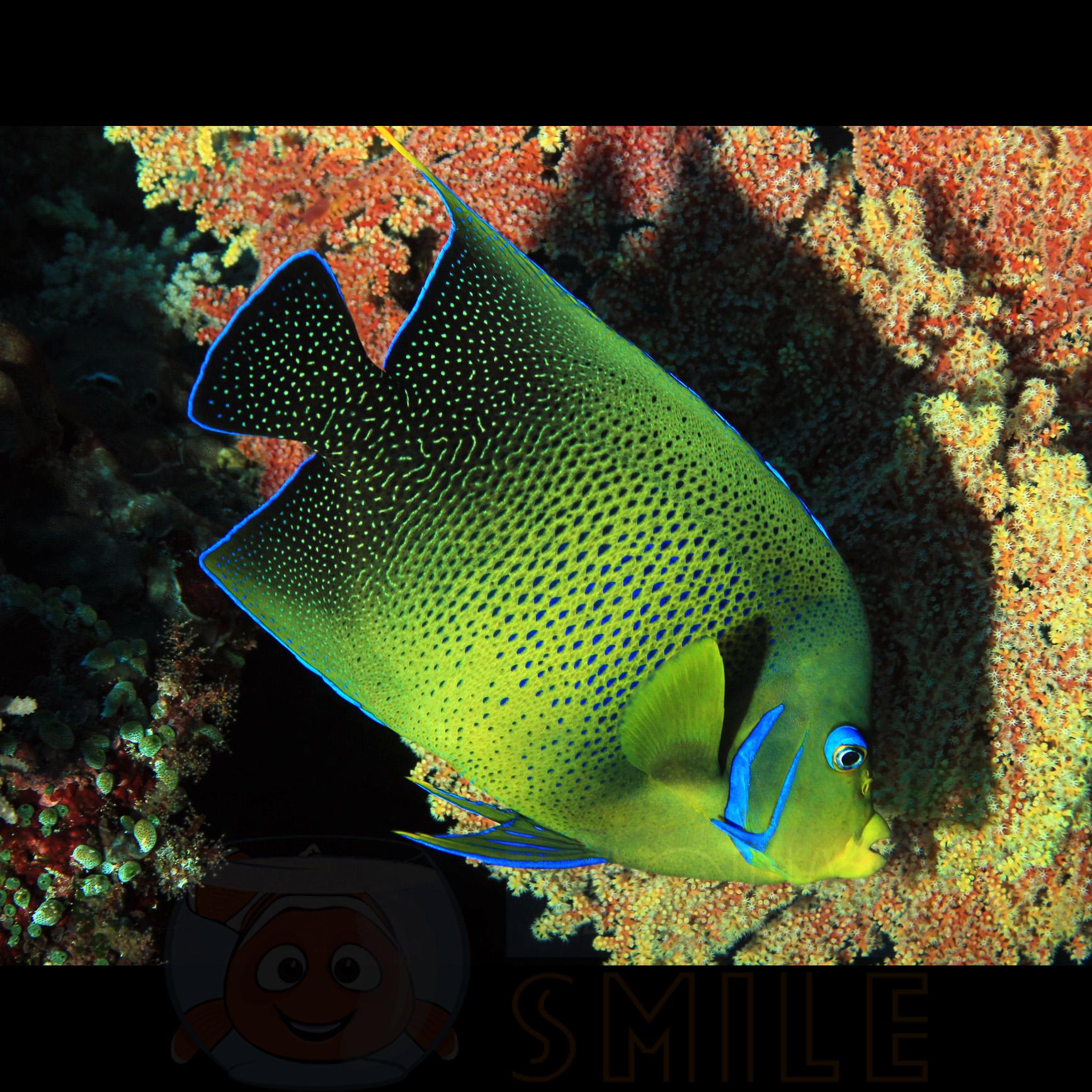 Риба Pomacanthus semicirculatus, Koran Angelfish (дорослий)