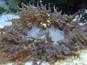 Анемон Phymathus sp, Anemone Sand