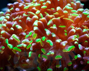 Коралл LPS Euphyllia paraancora, Hammer Coral Branch Green Tip Sumba