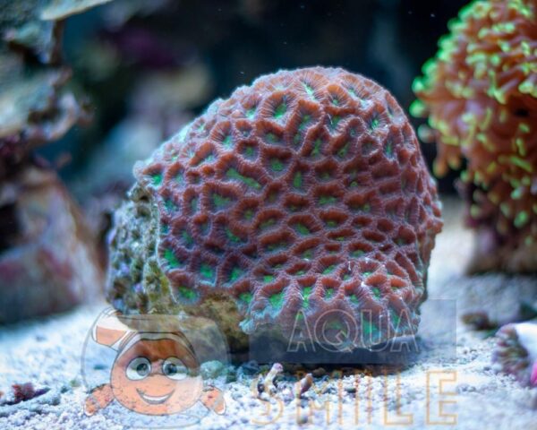 Коралл LPS Favia spp, Pineapple Coral Green