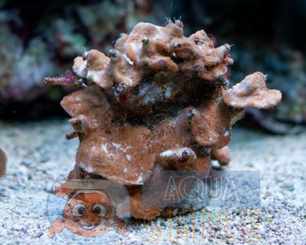 Коралл SPS Montipora Undata