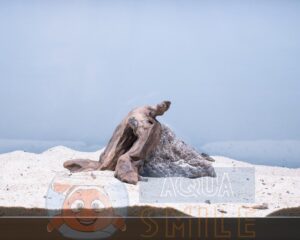 Коряга в аквариум №53 Коралловый корень 16x13x4 см