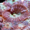 Корал м’який Rhodactis sp, Carpet Mushrooms Rhodactis 26388