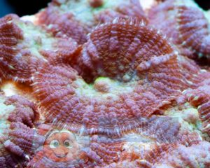 Корал м’який Rhodactis sp, Carpet Mushrooms Rhodactis