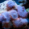 Корал м’який Rhodactis sp, Carpet Mushrooms Rhodactis 26389