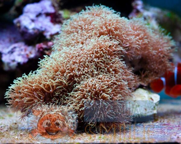 Корал м’який Briareum sp, Green Starburst Polyps