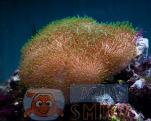 Корал м’який Sarcophyton sp, Leather Green