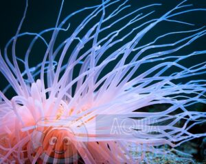 Морські безхребетні Cerianthus sp, Cerianthus Anemone Orange