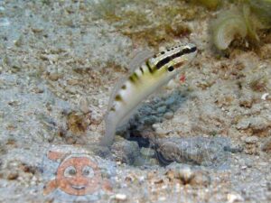Риба бичок Amblygobius stethophthalmus, Head-stripe Goby