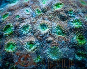 Твердий корал Echinophyllia spp, Chalice Neon Green Eye Corals