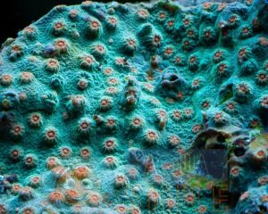 Твердий корал Cyphastrea spp, Cyphastrea Green