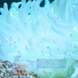 Анемон Heteractis sp, Sebae Anemone