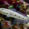 Риба бичок Valenciennea longipinnis, Ocellated Gudgeon