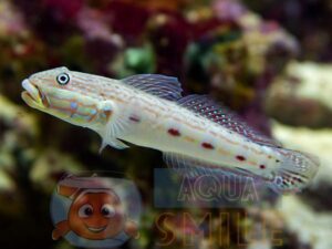 Риба бичок Valenciennea longipinnis, Ocellated Gudgeon