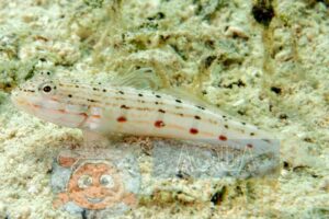 Риба бичок Valenciennea longipinnis, Ocellated Gudgeon