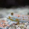 Рыба бычок Valenciennea longipinnis, Ocellated Gudgeon 26073