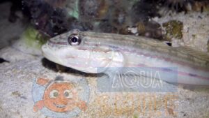 Риба бичок Valenciennea muralis, Mural Sleeper-goby