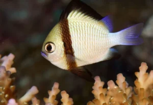Риба для морського акваріума Dascyllus reticulatus (Reticulate Dascyllus)