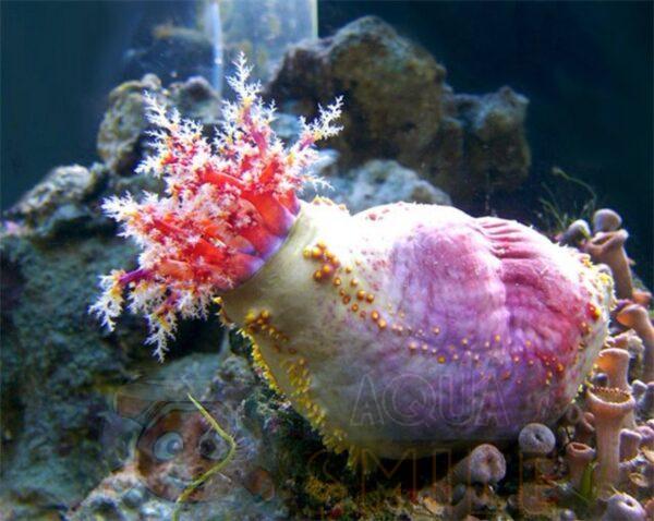 Морское яблоко Paracucumaria tricolor, Color Sea Apple