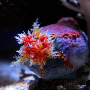 Морське яблуко Paracucumaria tricolor, Color Sea Apple