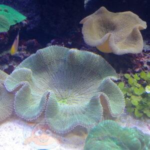 Актинія Stichodactyla haddoni, Sticky Anemone