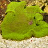 Актиния Stichodactyla haddoni, Sticky Anemone