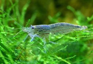 Акваріумна креветка Амано (Caridina multidentata)