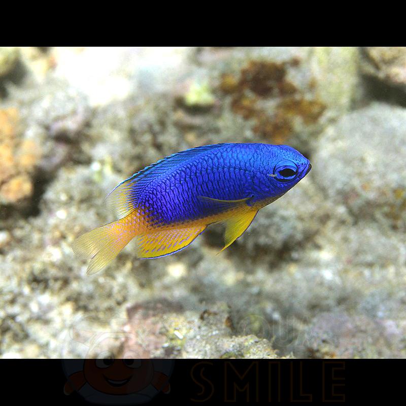 Риба Pomacentrus caeruleus, Neon Blue Damsel