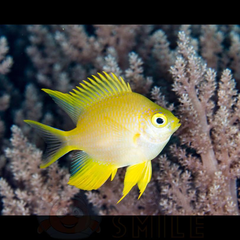 Рыба Amblyglyphidodon aureus, Golden Damsel