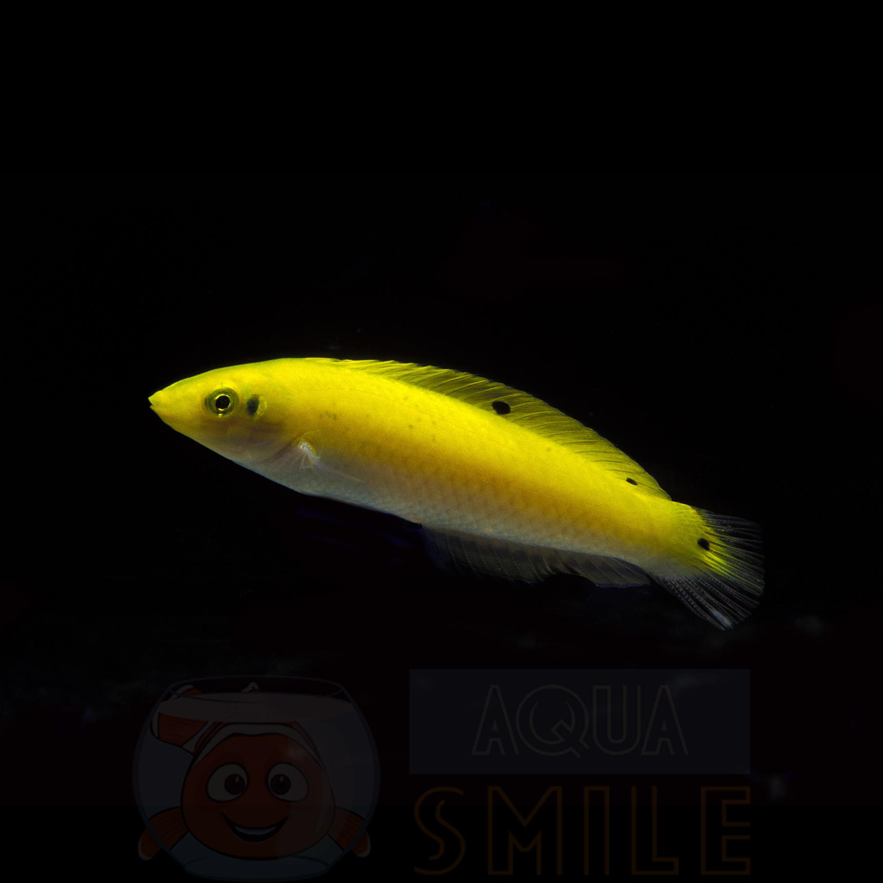 Рыба губан Halichoeres Chrysus, Yellow Rainbow Wrasse 62210