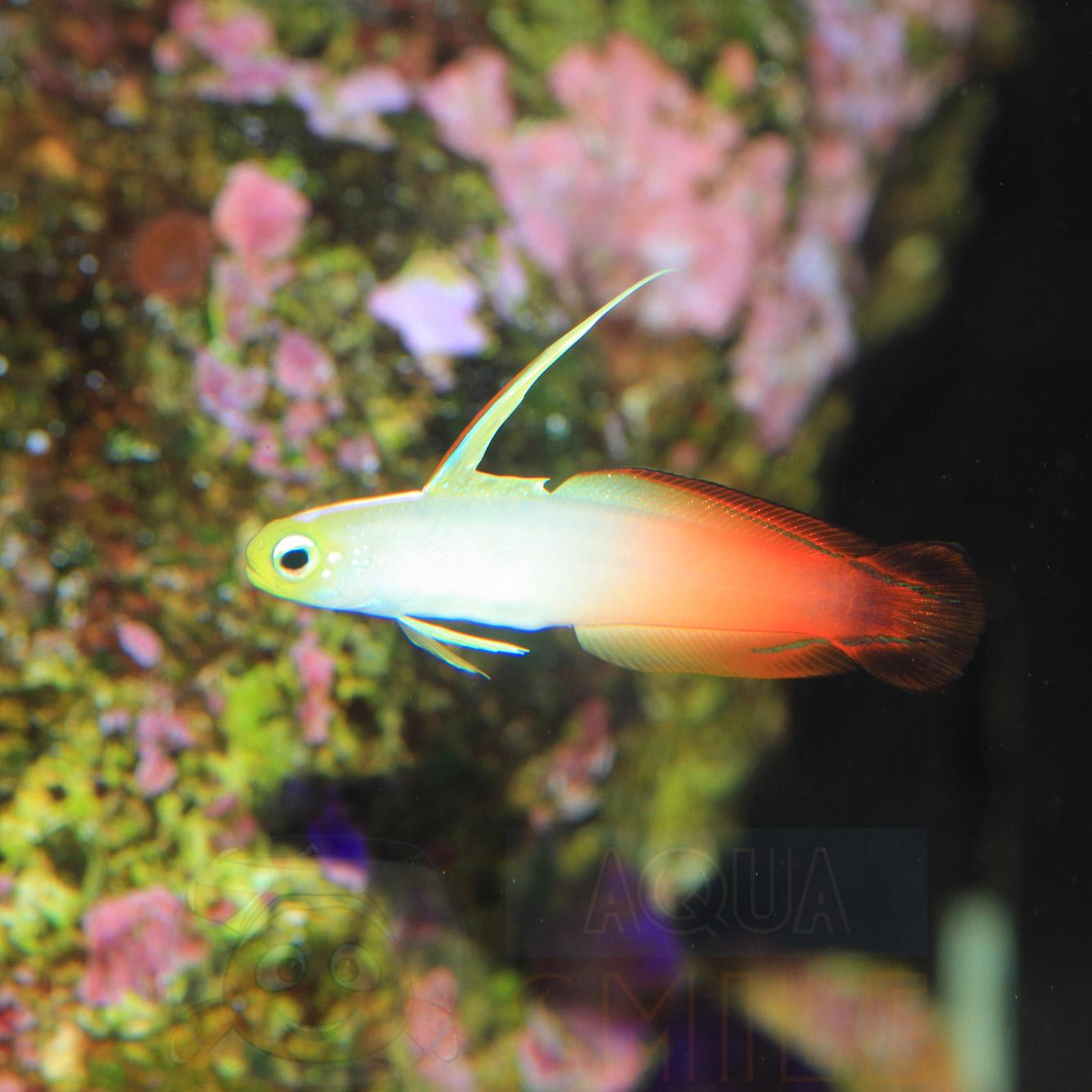 Рыба дротик Nemateleotris Magnifica, Fire Fish