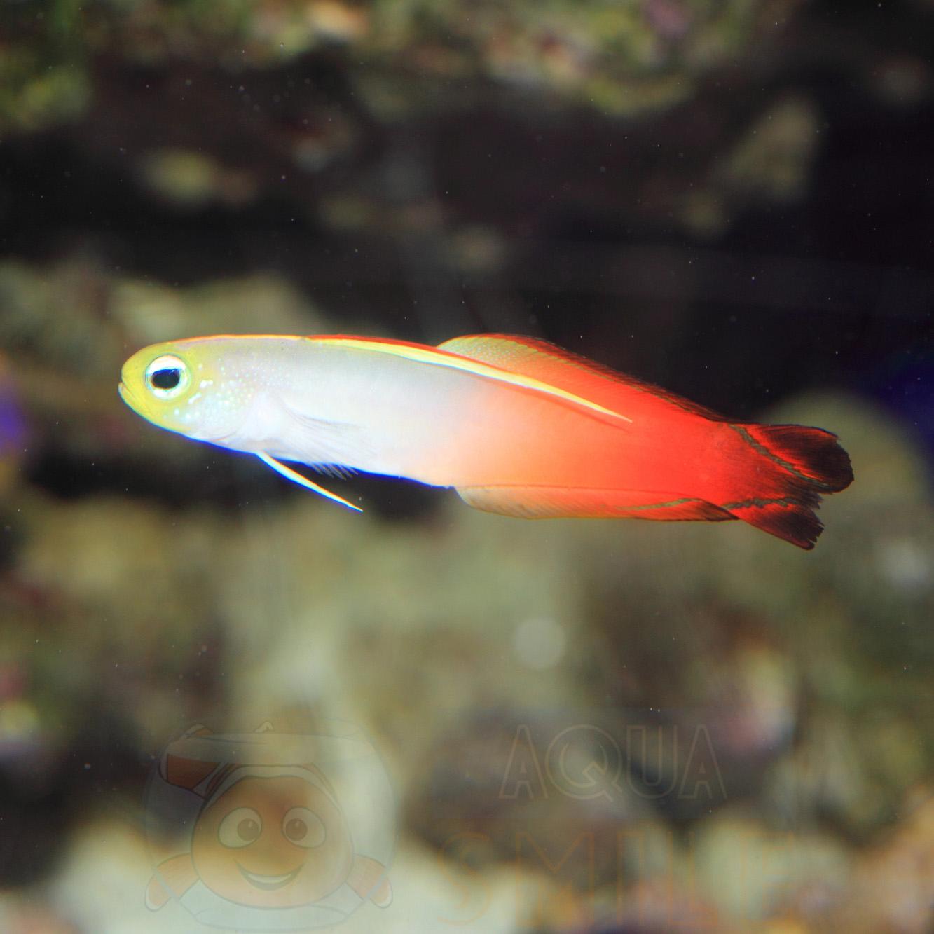 Рыба дротик Nemateleotris Magnifica, Fire Fish 62216