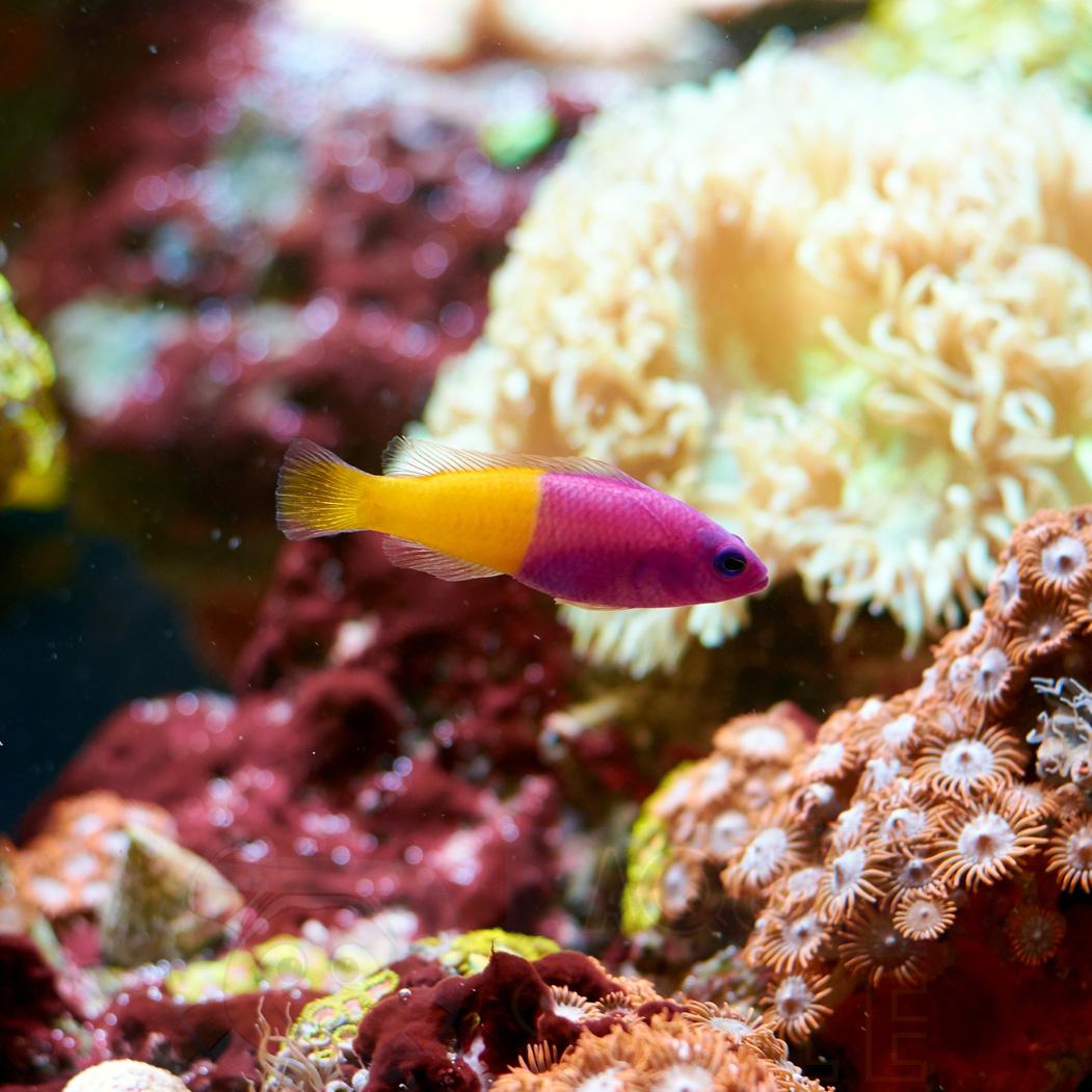 Риба хибнохроміс Pseudochromis paccagnellae, Royal Dottyback 62223