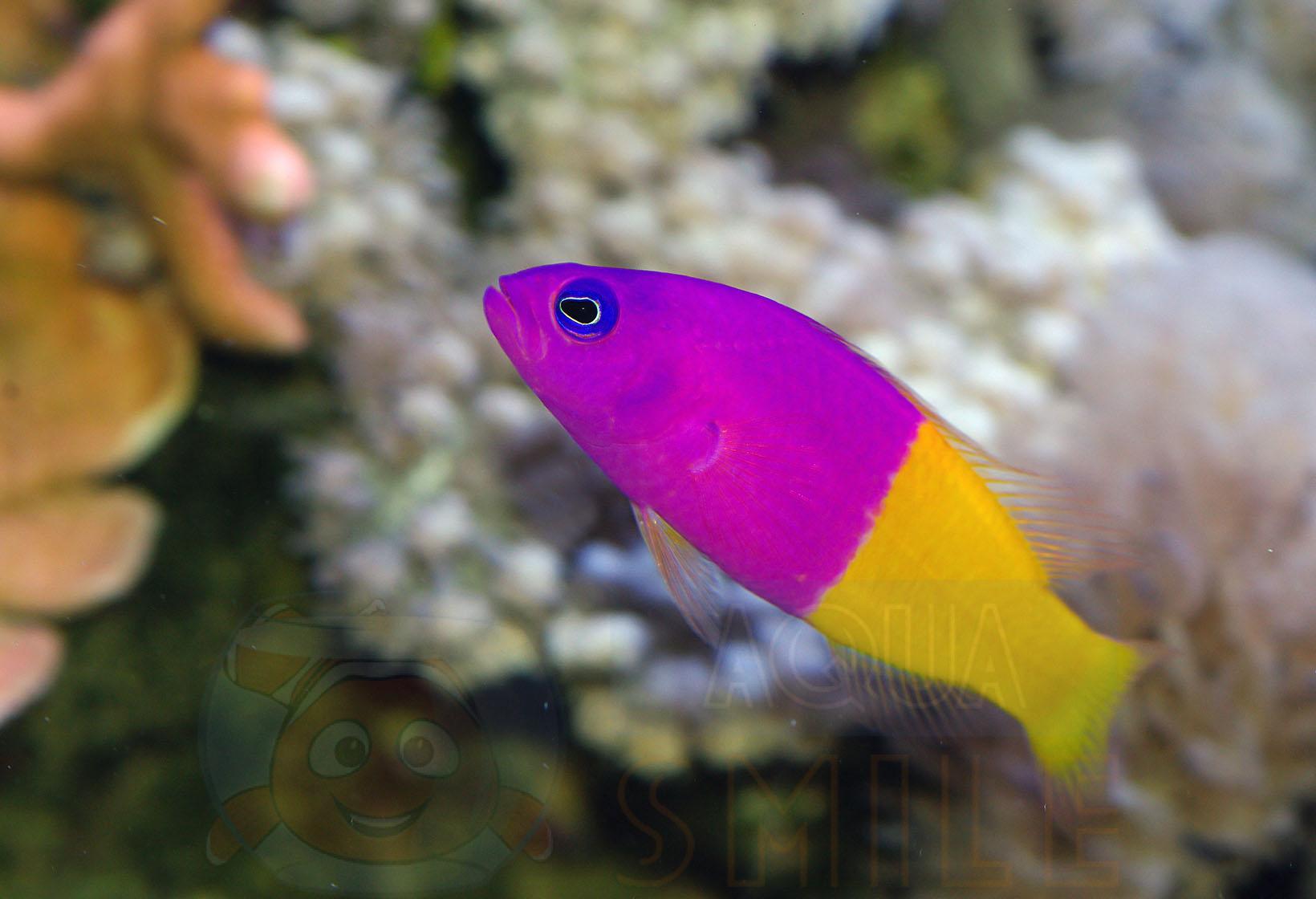 Риба хибнохроміс Pseudochromis paccagnellae, Royal Dottyback