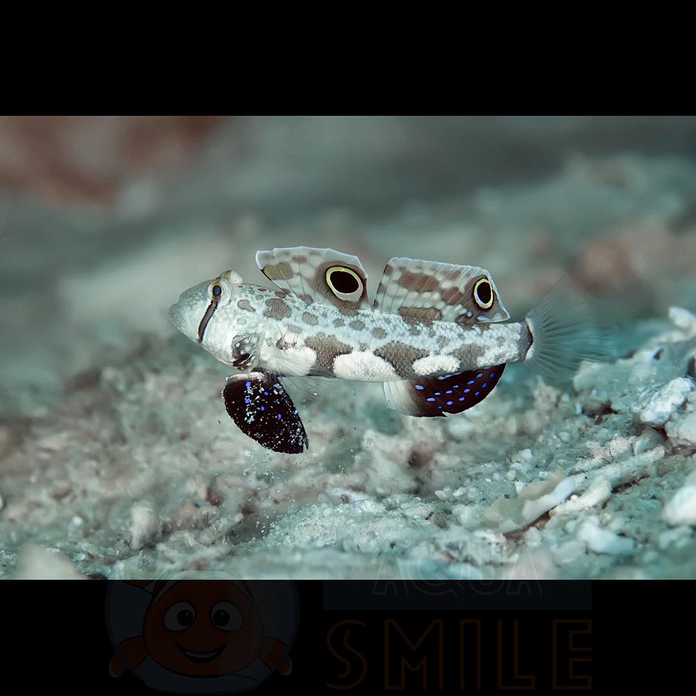 Риба бичок Signigobius Biocellatus, Two Spot Goby