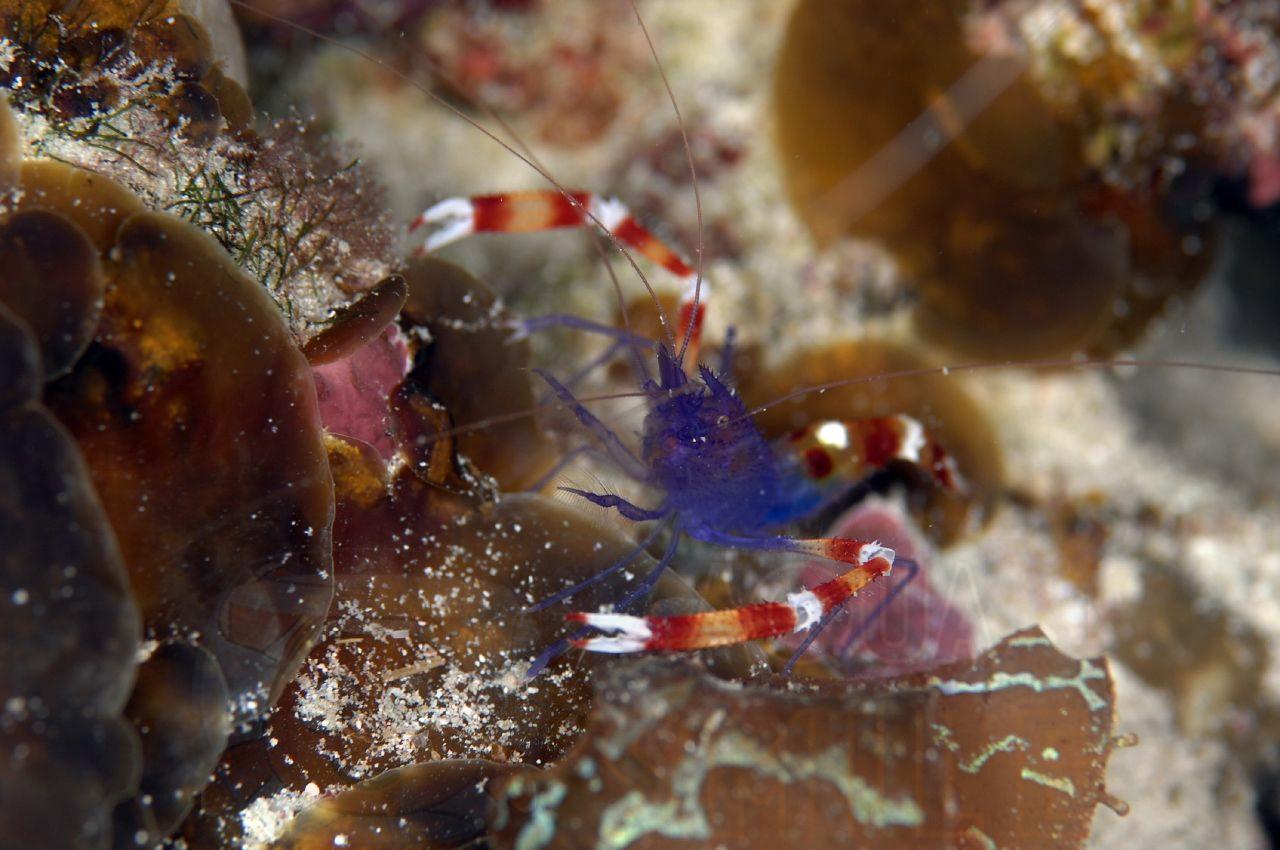 Креветка Stenopus zanzibaricus, Purple Banded Coral