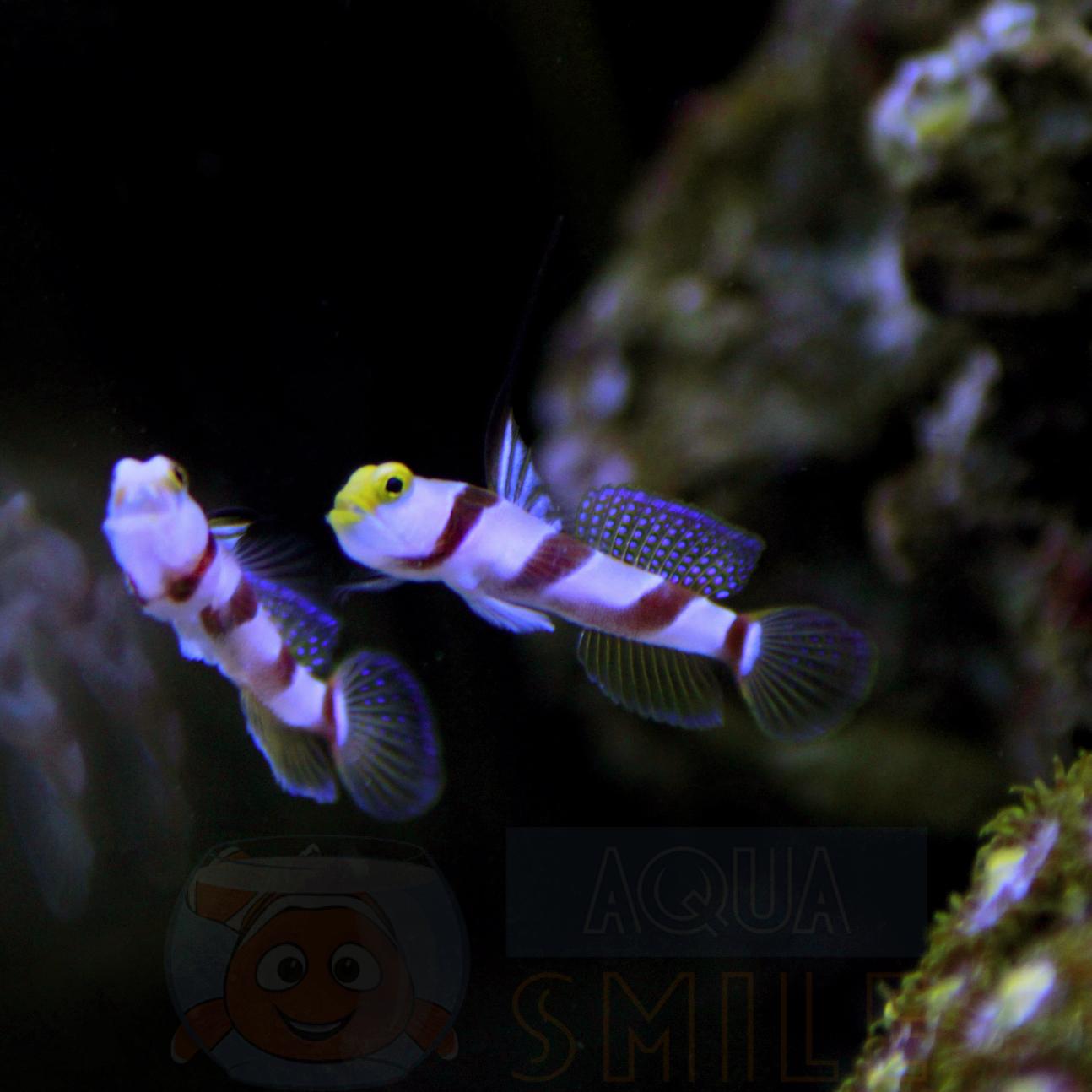 Рыба бычок Stonogobiops nematodes, Black Rayed Prawn Goby 62257