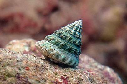 Улитка Tectus fenestratus, Turban Algae Shell