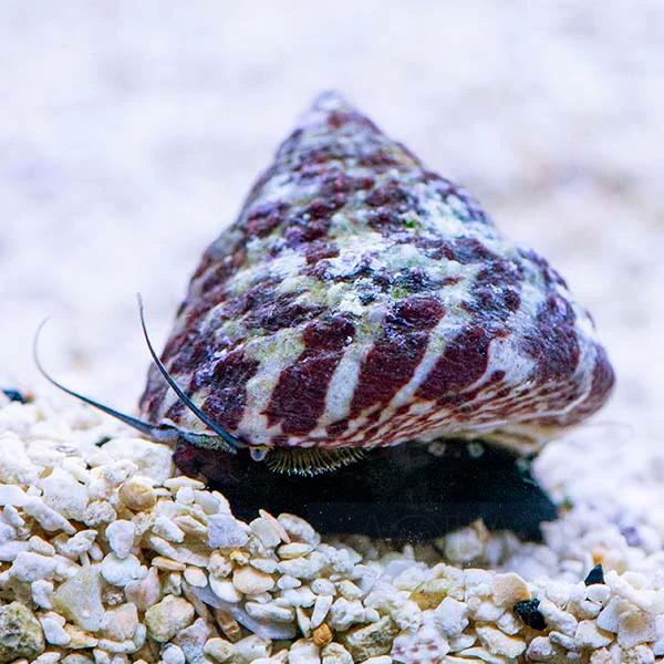 Улитка Trochus histrio, Assorted Red Banded Algae