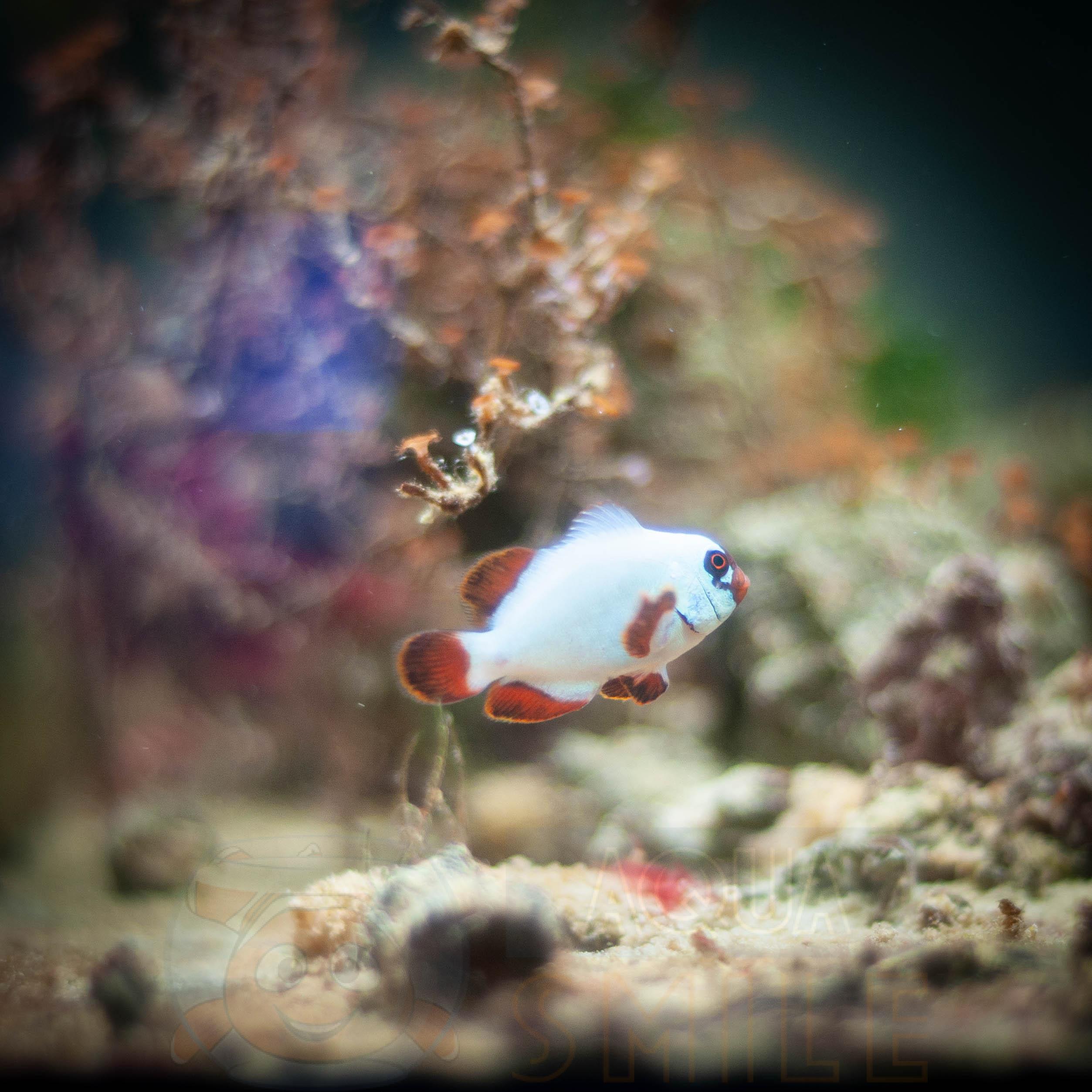 Рыба Gold Nugget Clown Fish