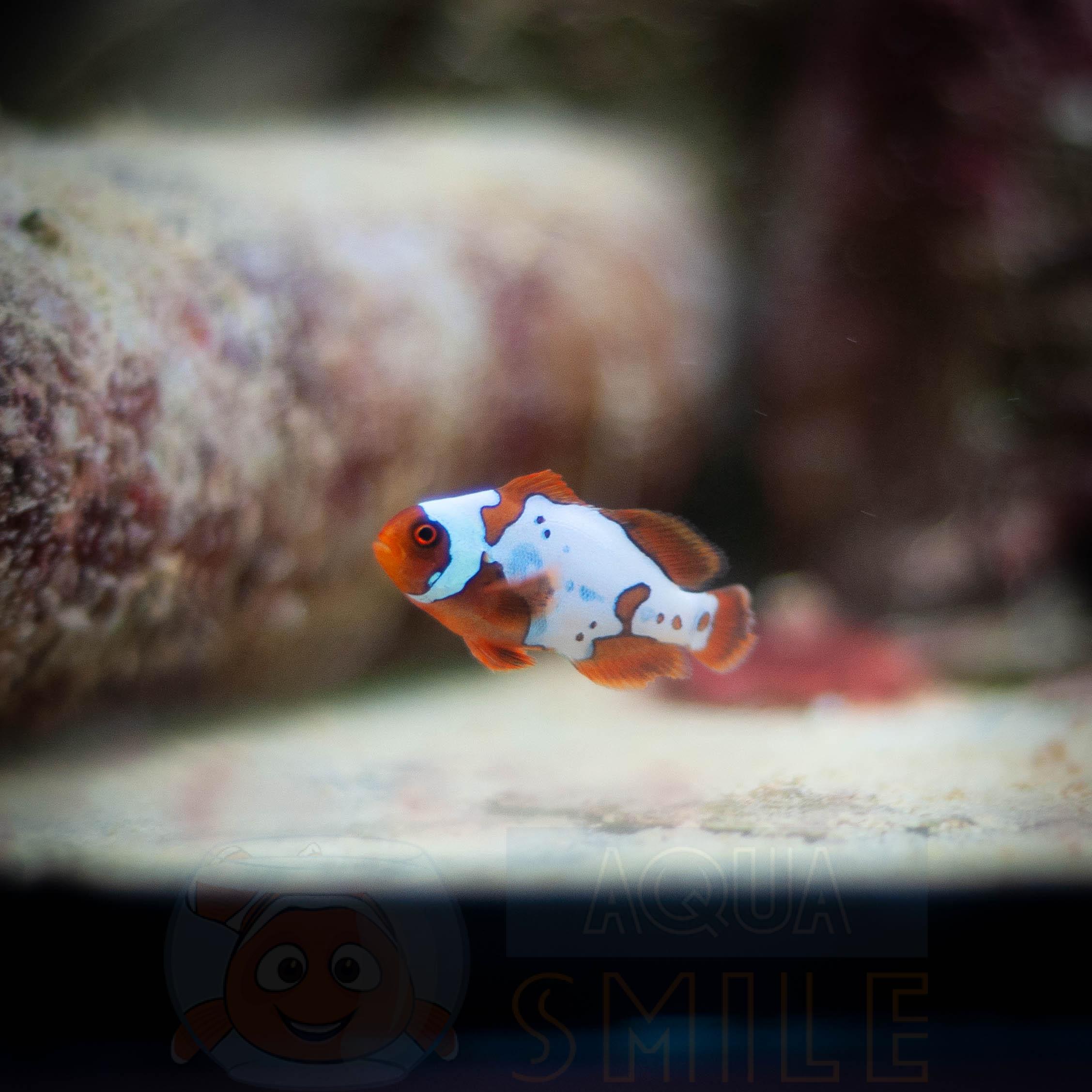 Рыба Premium Lighting Maroon Clown Fish 62490