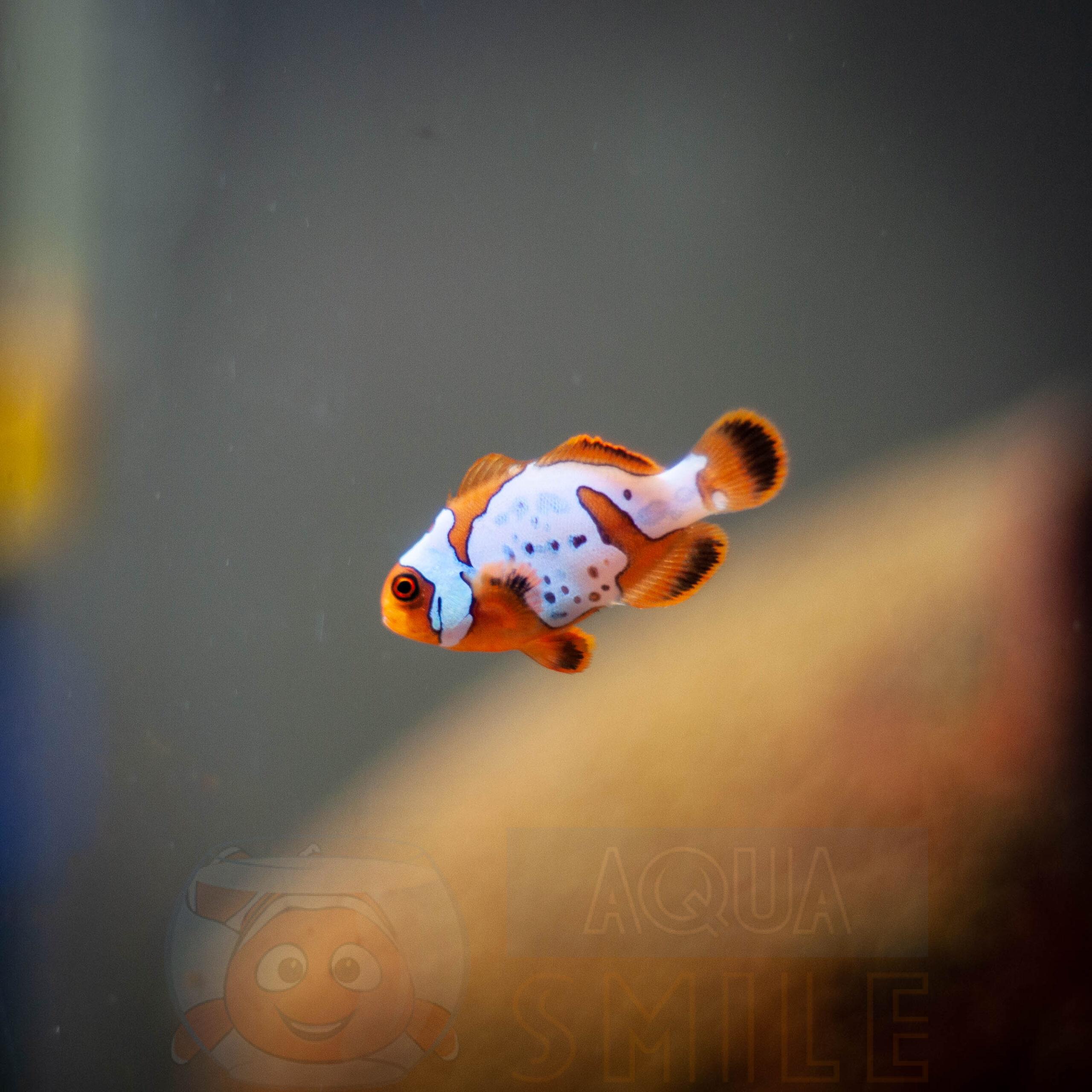 Рыба Premium Lighting Maroon Clown Fish