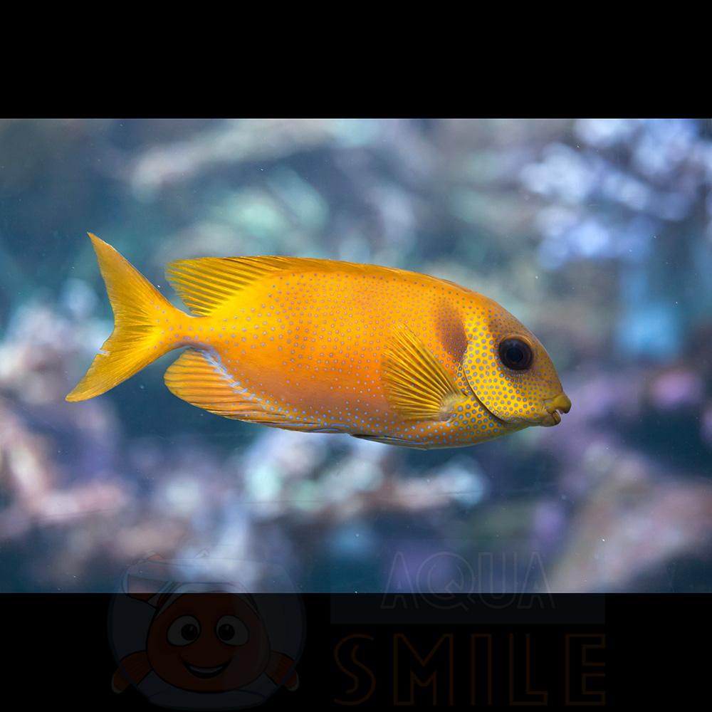 Рыба Siganus Corallinus, Indian Coral Rabbitfish