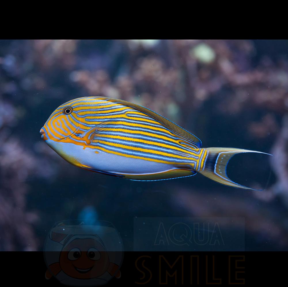 Рыба-хирург Acanthurus Lineatus, Lined Clown Surgeonfish