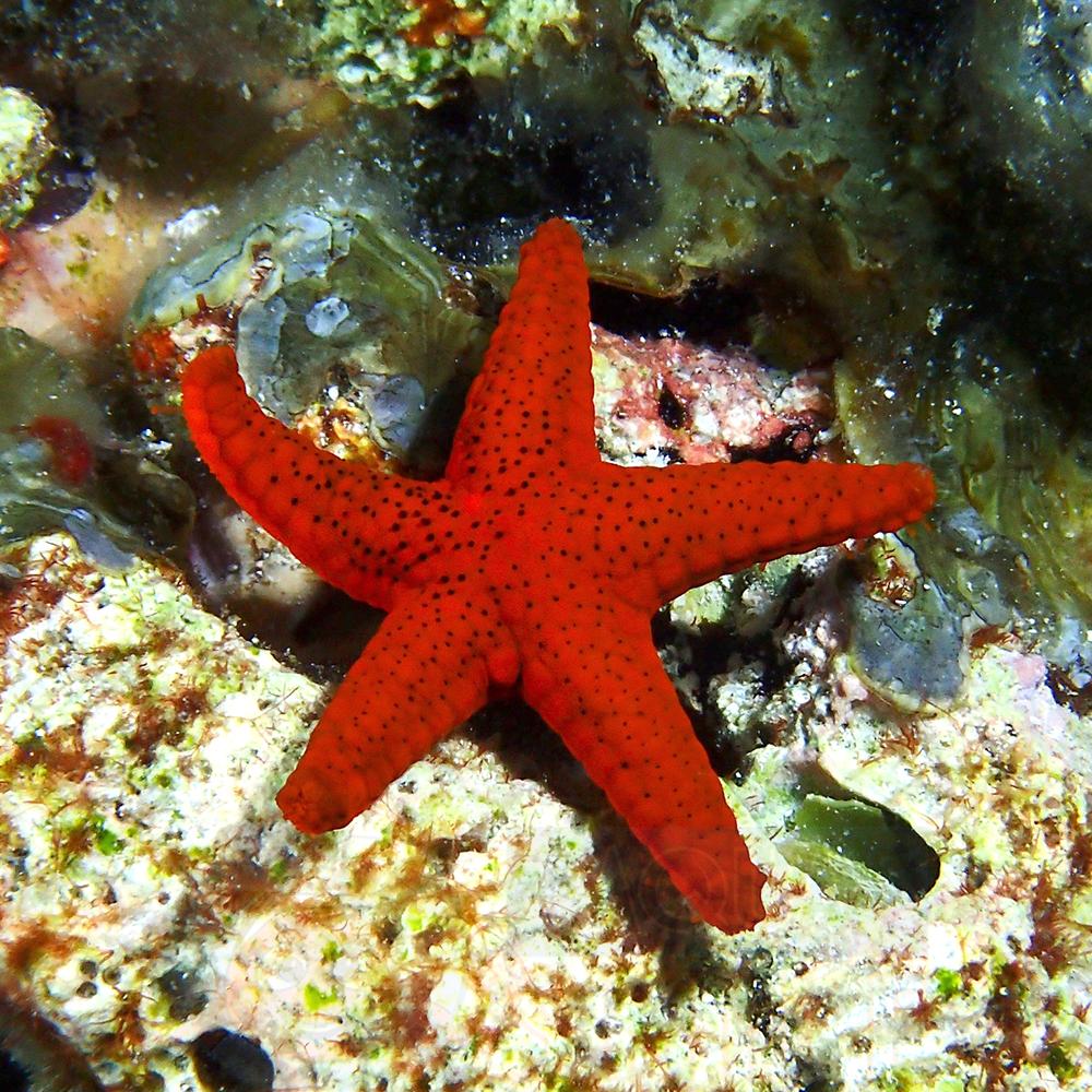 Морская звезда Fromia milleporella, Red Sea Star