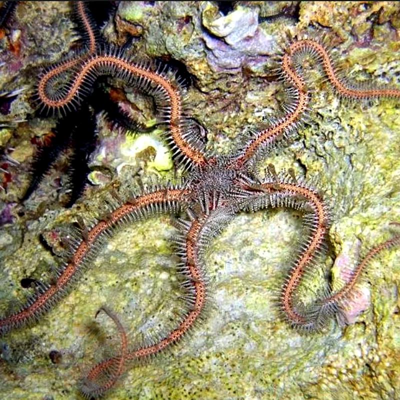 Морские животные