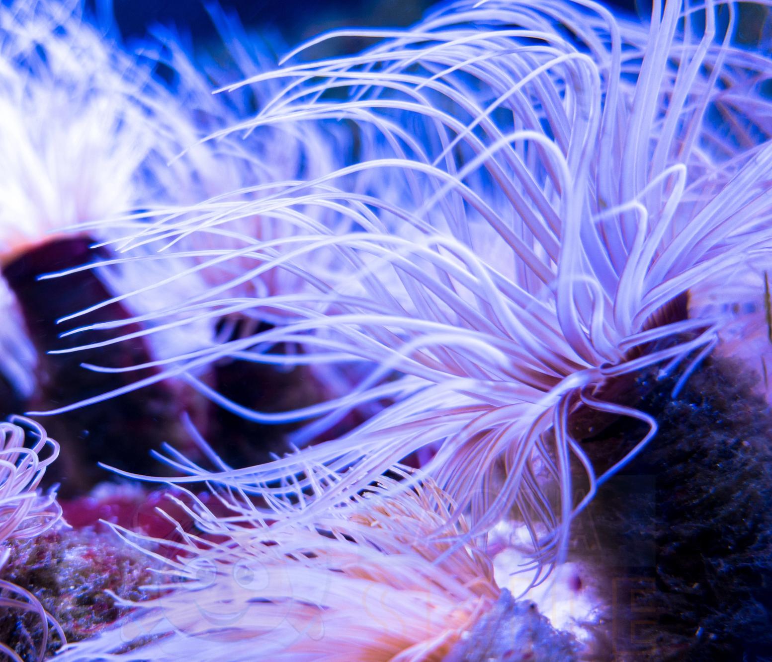 Анемон Cerianthus membranaceus, Tube Anemone White 68065