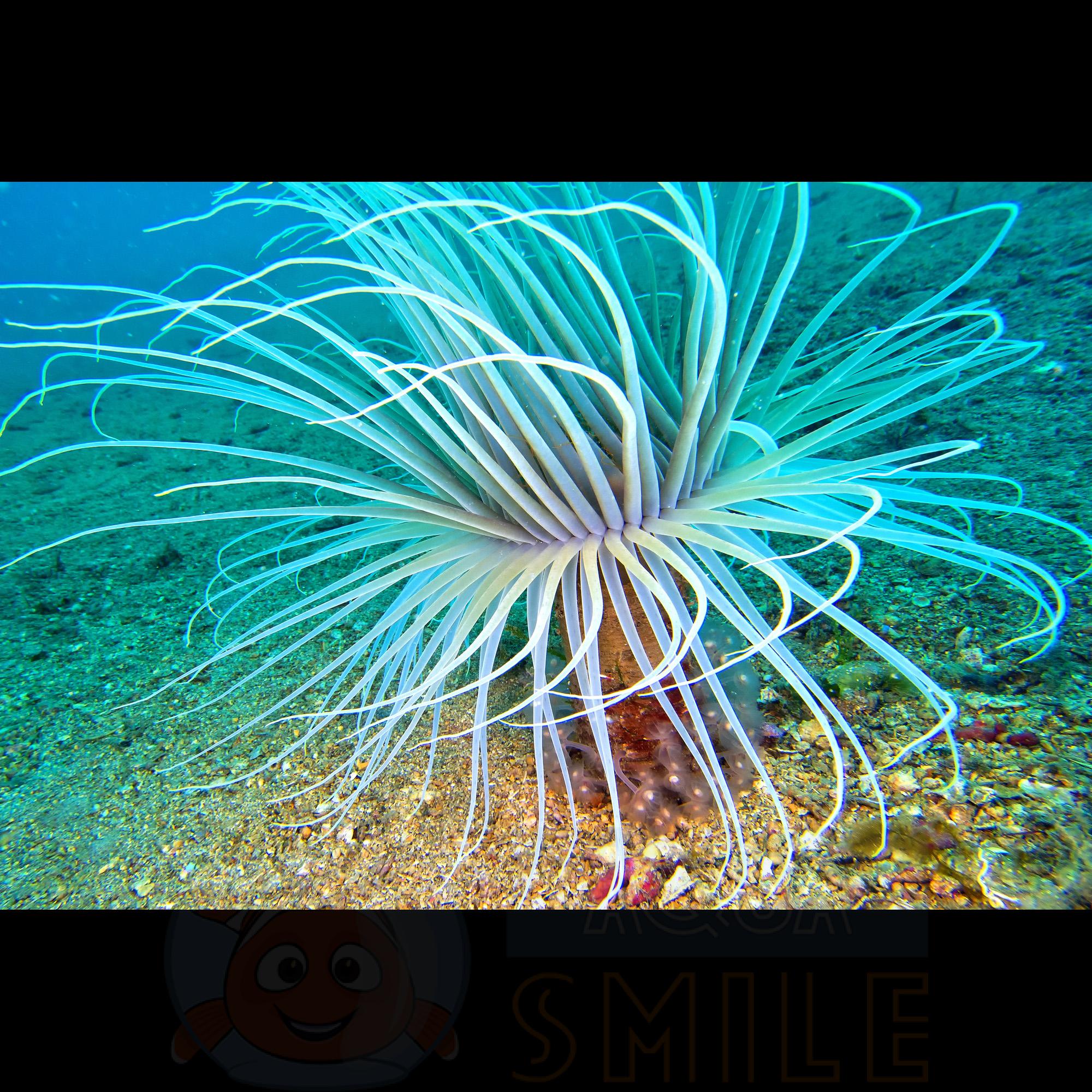 Анемон Cerianthus membranaceus, Tube Anemone White 68067
